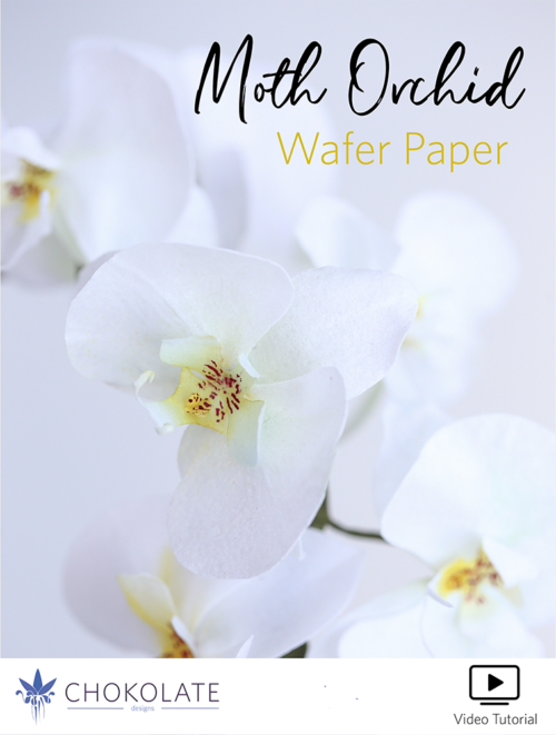 VIDEO Moth Orchid