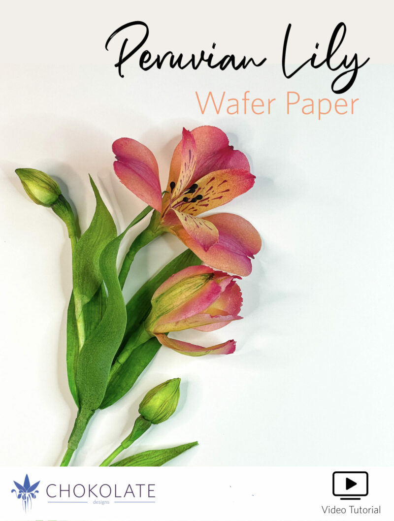 Peruvian Lily Alstroemeria Video